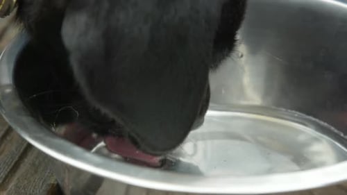 Small young Black Labrador licking water to drink from a silver reflecting bowl. Close-up slowmotion