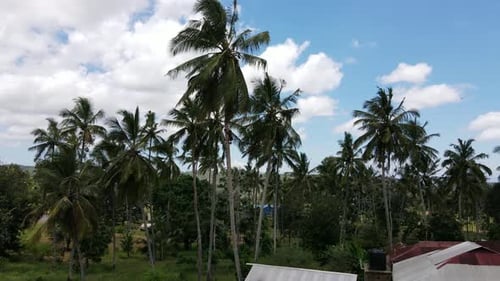 Aerial view of a man climbing a palm tree to harvest the coconuts for oil production.
