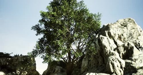 Majestic Tree Emerges Between Rugged Rocks at Sunset on a Clear Day