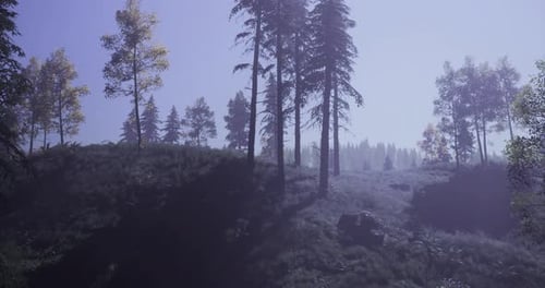 A Tranquil Forest with Tall Trees and Gentle Sunlight Filtering Through