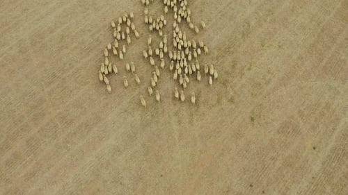 A herd of sheep on a field