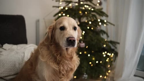 Happy Golden Retriever Dog