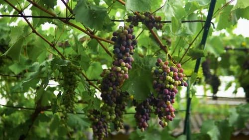 Recogida de uvas de vino tinto