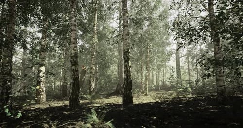Dense Forest with Sunlight Filtering Through Trees in the Afternoon
