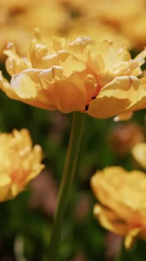 Close-Up of Vibrant Yellow Flowers in Springtime Garden
