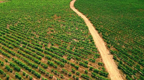Farm, nature and drone of a vineyard in the countryside, agriculture landscape