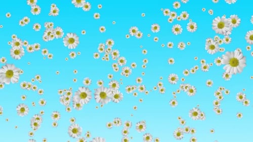Realistic White Daisy Flowers Floating Seamlessly on Blue Sky