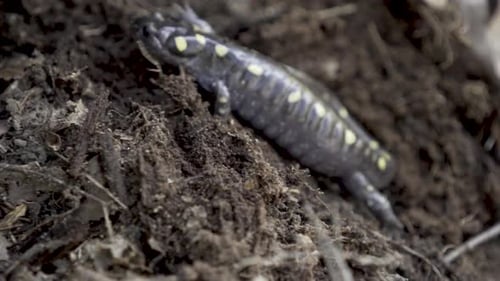Spotted Salamander Crawling in Dirt