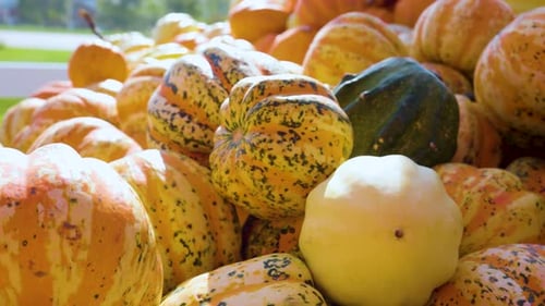 close up view of a pumpkin patch in late autumn during a sunny day in the city. the pumpkins are a b
