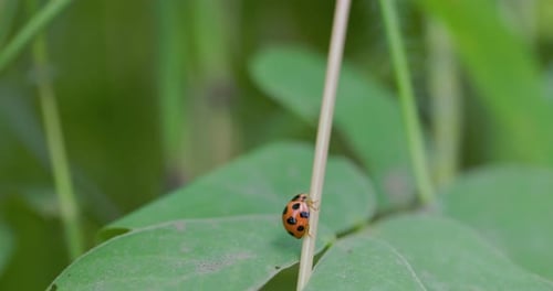 Beautiful Ladybug walking up a green grass steam in hurry , with all its red and black spots