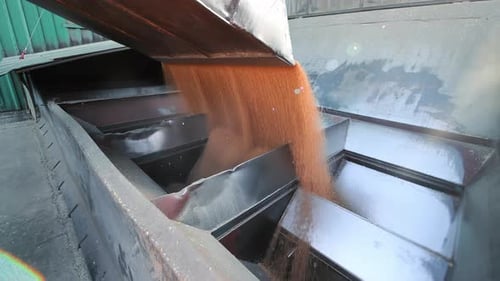 Grain Processing in Agriculture Wheat Grains Being Poured in a Metal Chute for Processing