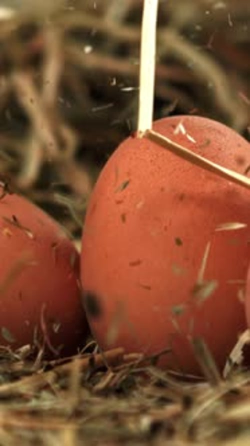 Hay Falls on Chicken Eggs Filmed on a Highspeed Camera at 1000 Fps