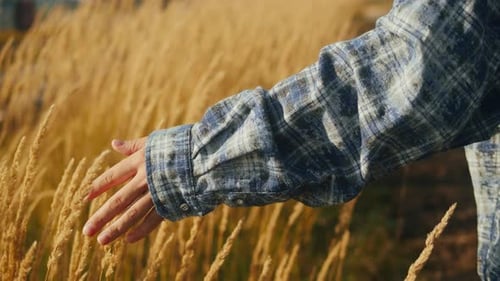 Woman Hand Touching a Golden Wheat Ear in the Wheat Field Wearing Blue Checkered Shirt Closeup