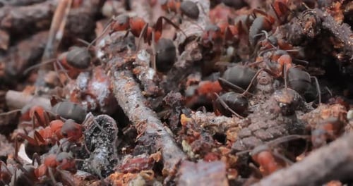 Ant close-up in the wild.