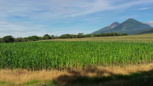 Tilt revealing a lush cornfield, with Pacaya Volcano in the distance under a clear sky, Guatemala.