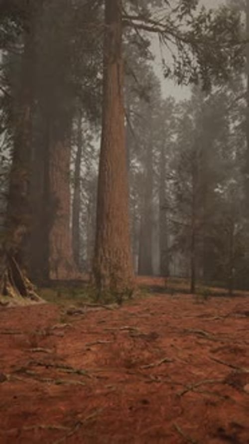 A Dense and Majestic Forest with Towering Trees