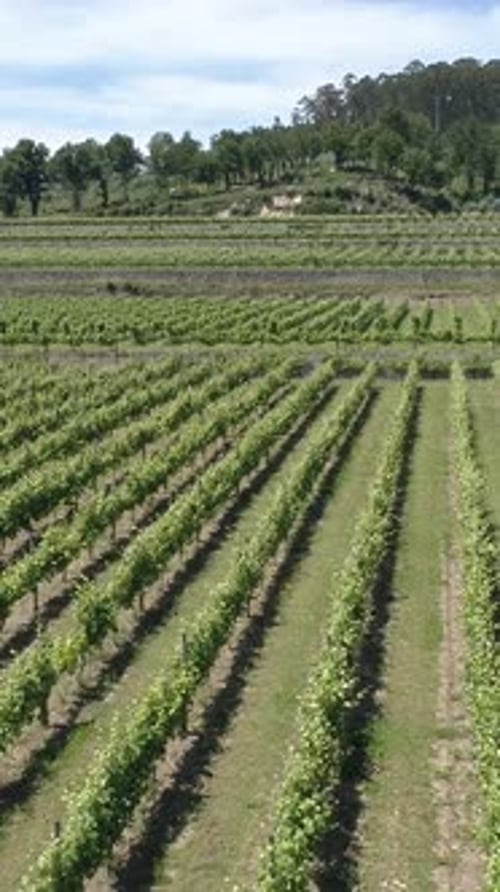 Vue aérienne de Green Vineyards