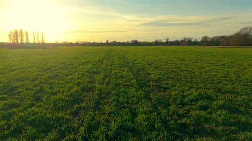 Grass Meadow Covering Wide Rural Pasture During Warm Countryside Sunset Green Fodder Grass Growing