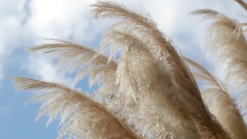 Pampas Grass Plumes Swaying in the Summer Wind
