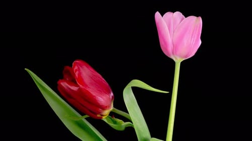 Red and Pink Tulips Against Black Background