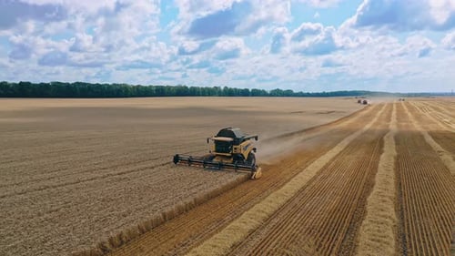 Aerial view on the combine working on the large wheat field