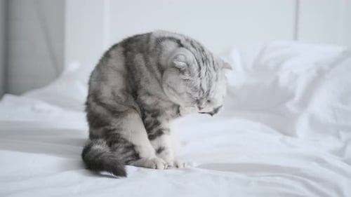 Gray Cat Licks its Paw on White Bed