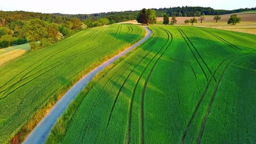 Winding Road Lies on Agricultural Fields and Meadows in the Countryside in Sunny Evening Light