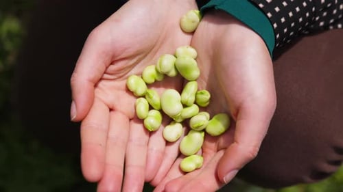 Farmer Hands Holding Broad Bean