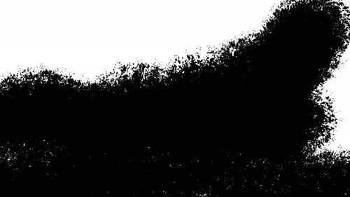 Transition White Black Bg