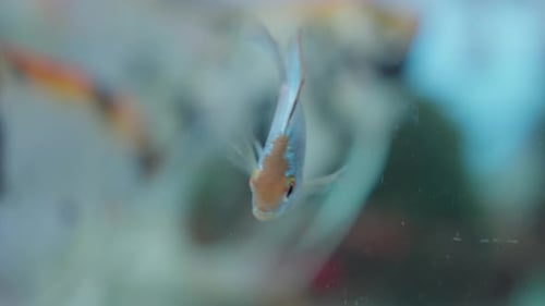 Der blaue Widderbuntbarsch, Mikrogeophagus Ramirezi, ist eine Süßwasserfischart