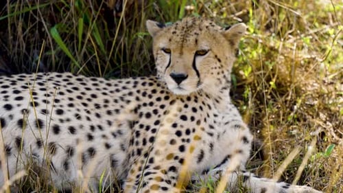 Ein einsamer Gepard, der auf dem geschützten Grasboden liegt und sich umschaut