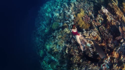 Woman Freediver Swims Underwater in the Tropical Sea and Glides Over the Coral Reef