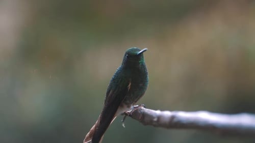 Beautiful hummingbird sitting and flying off from a branch in slow-motion
