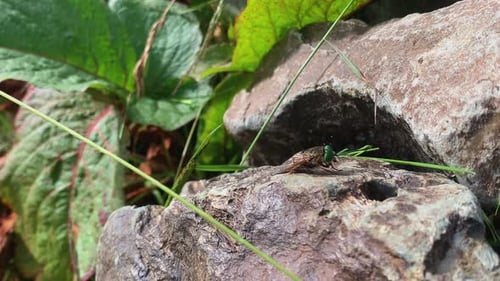 Fly with green eyes perched on a rock