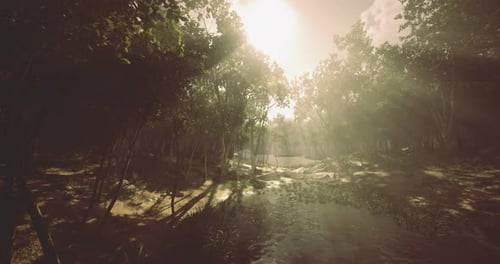 Sunlight Filtering Through Trees Over a Serene Forest Stream at Dusk
