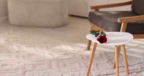 Süßer Border Collie-Hund, der eine rote Rose vom Tisch nimmt und drinnen auf zwei Pfoten steht. Kamera bewegt sich