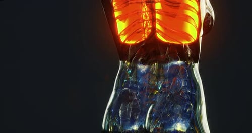 Human Lungs 3D Animation: Respiratory System Science Visualization