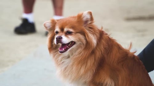Fluffy Brown Dog Panting Outdoors