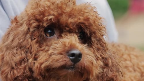 A Brown Poodle with Fluffy Coat is Being Held Outdoors Showcasing Its Adorable Features