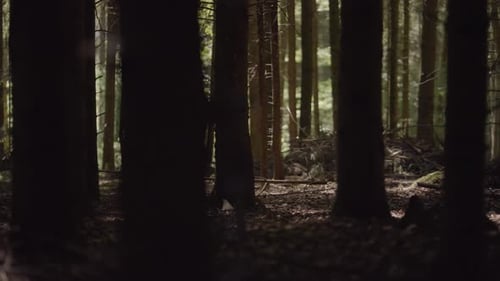Spuraufnahme durch den Wald