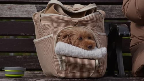 Small Poodle Resting in a Dog Carrier