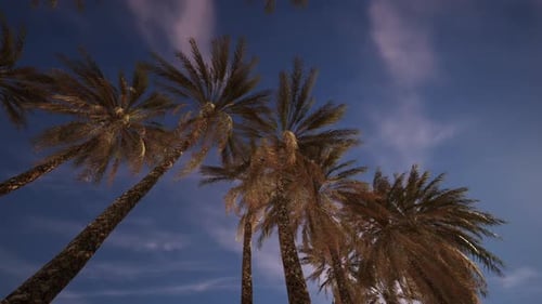 Palms Swaying Under a Twilight Sky By the Beach in Summer Evening Glow