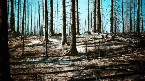 Forest with Smoke Arter Fire