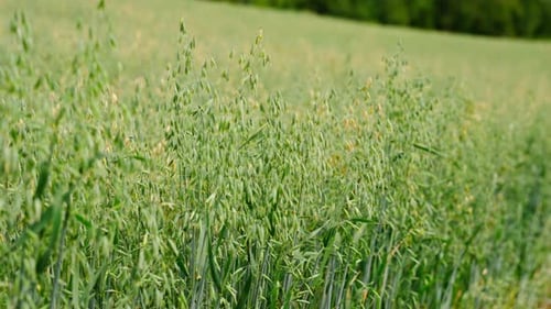 Peaceful Green Oat Field Swaying Gently in the Summer Breeze with Scenic View