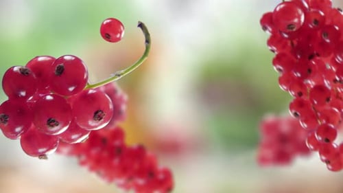 Flying Red Currant and Redcurrants Bunch in Green Garden Background