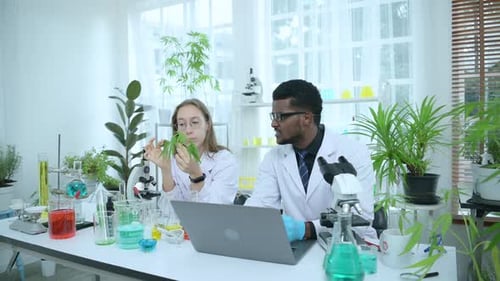 In the university science lab, researchers are analyzing studies on cannabis plants