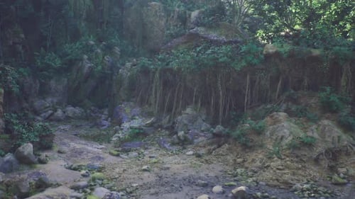 Un refuge boisé silencieux caché dans une vallée luxuriante recouverte de mousse