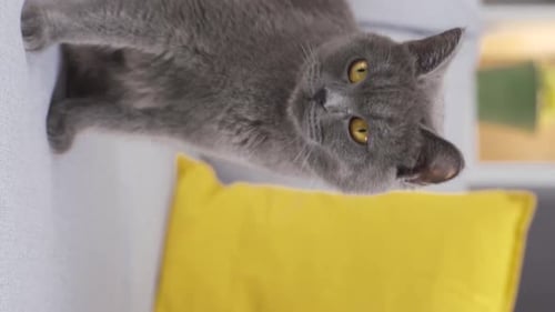 Cute Gray Cat Licking Nose on a Couch