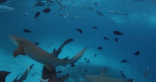Group of Nurse Sharks Underwater with Fishes in Blue Ocean Sharks in Tropical Sea