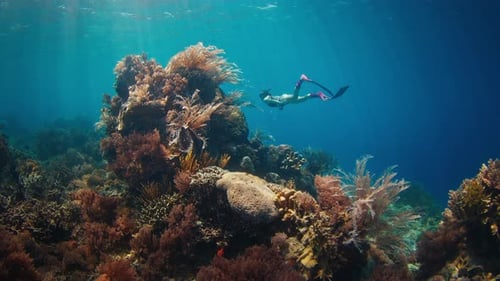Woman Freediver Swims Underwater and Explores the Vivid Coral Reef in the Komodo National Park in